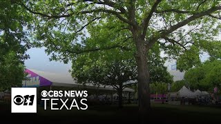 Taste Addison celebrates 30 years with food, music and fun