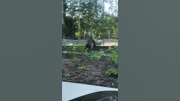 Turkey Admires Itself in the Mirror || ViralHog