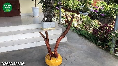 Bán phôi sim rừng dáng bay lắc.Hoa bạn và tôi