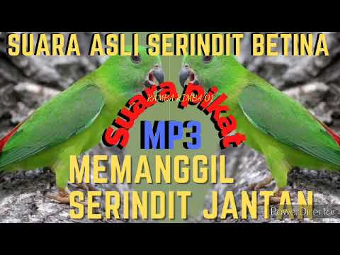 Suara Pikat Asli Serindit Betina Memanggil serindit jantan || serindit liar pada lengket
