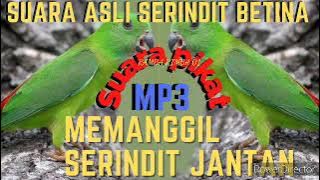 Suara Pikat Asli Serindit Betina Memanggil serindit jantan || serindit liar pada lengket