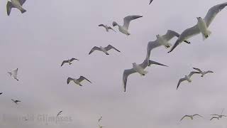 Download Lagu Unveiling the Wild's Most astonishing Creatures!Relaxation Film. MP3