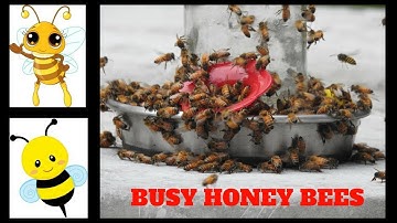 Busy Honey Bees at Mason Jar Bee Feeder ~ Massachusetts