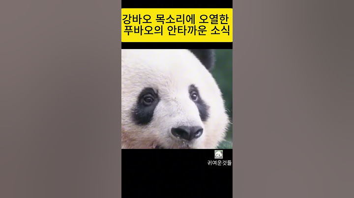 강바오 목소리에 오열한 푸바오의 안타까운 소식