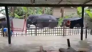 Wild Elephant at majuli screenshot 3