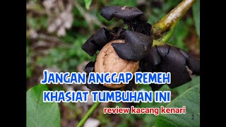 pohon kenari dan manfaat nya