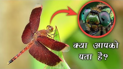 "Secrets of the Dragonfly:Unveiling their Mysterious World" । CLIPTOPEDIA