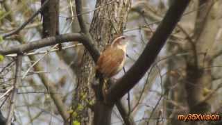 Song of a Carolina Wren ~ April 2013 ( in HD )