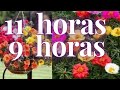 Plantas NOVE HORAS e ONZE HORAS + (jardineira vertical na garrafa pet)