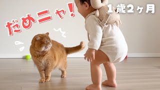 赤ちゃんにお腹を触られた猫がこうなりました