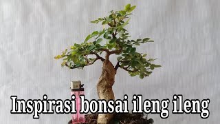 20 inspirasi bonsai ileng ileng istimewa