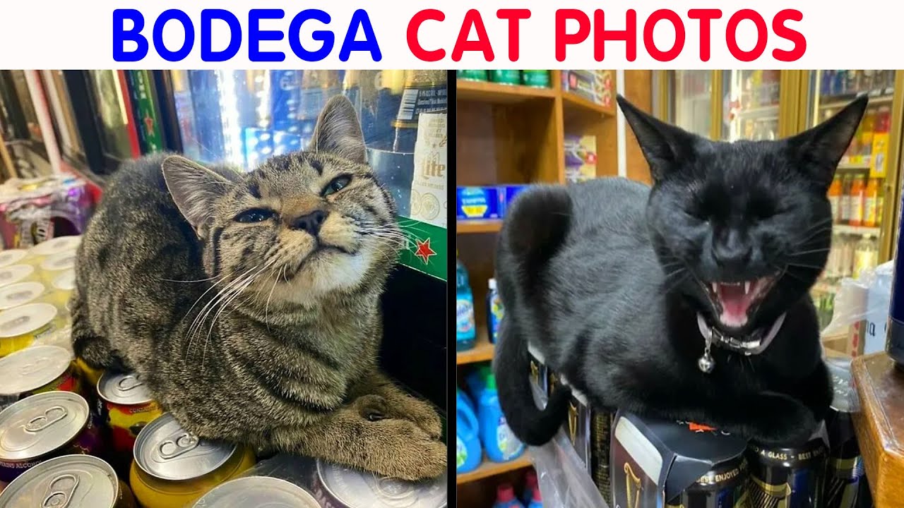 56 Cute Photos Of Bodega Cats That Feel Like Masters Of The Shops