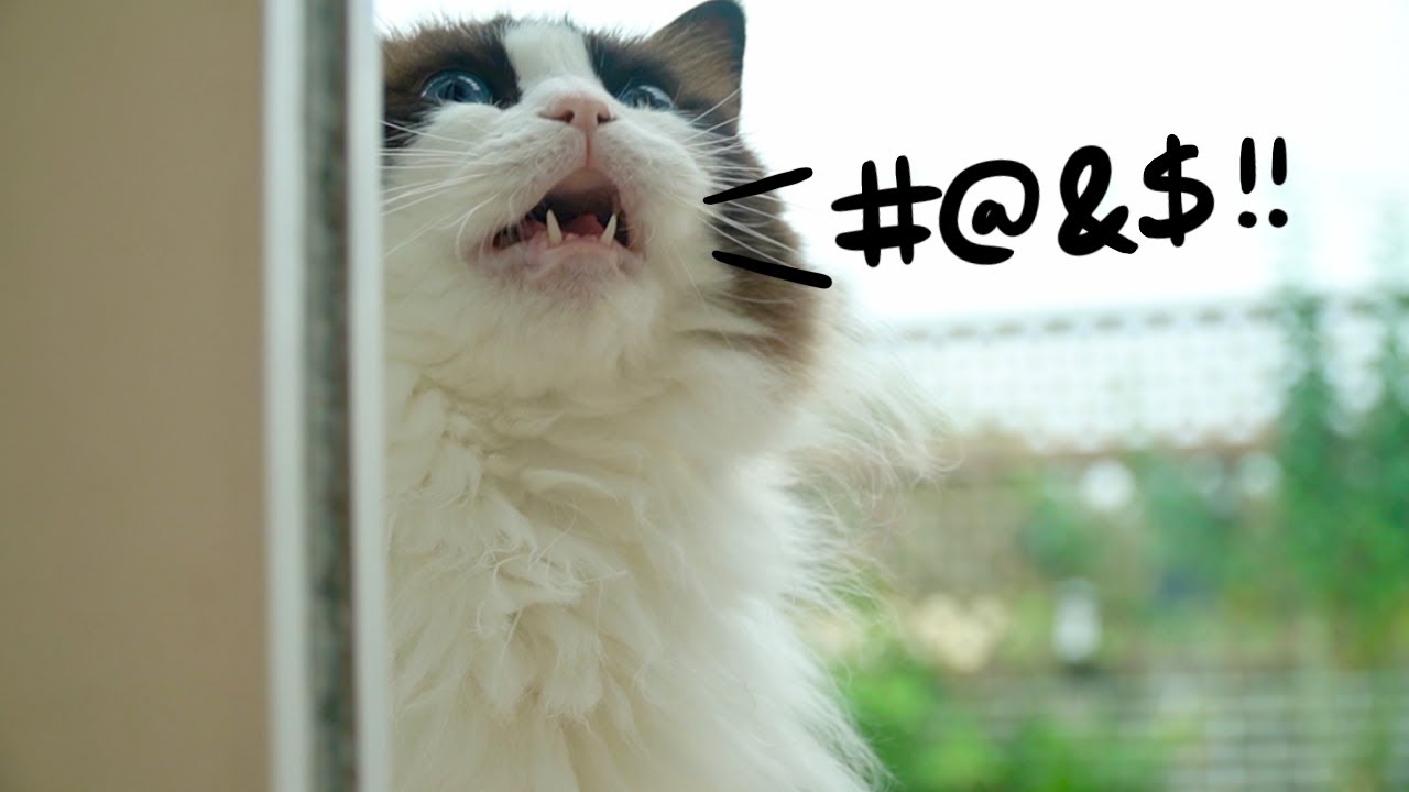 심도 깊은 대화가 가능한 고양이