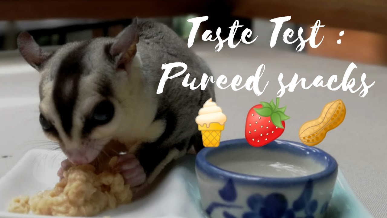 sugar glider flossing