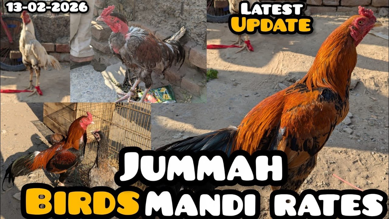 Faisalabad jummah Mandi visit and rates update #aseelmurga vlogs