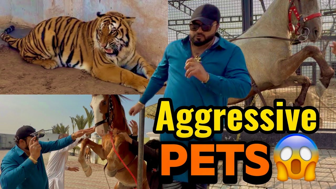 Lion tigers and All horse aggressive today 😱(mian saqib)