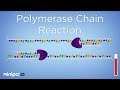 Mastering PCR: Unlocking the Secrets of DNA Amplification