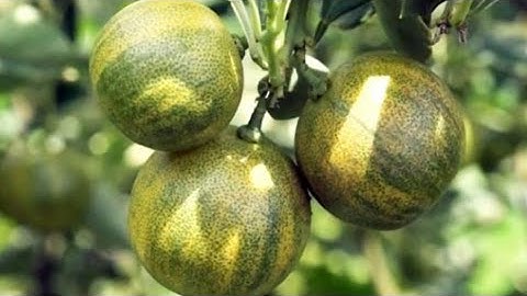 Bán Tắc Cẩm Thạch - ĐT : 0835921829