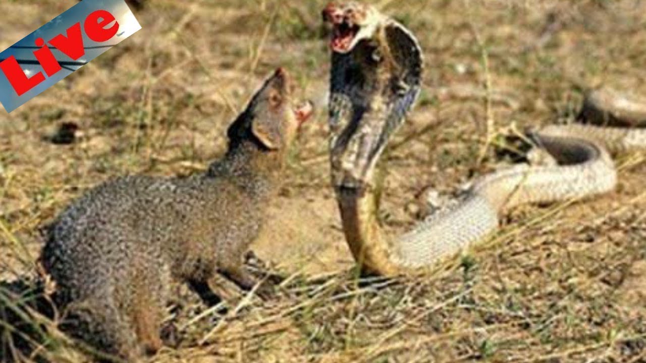 Animal Fights Snake vs Mongoose . LIVE. Fight To Death! In INDIA