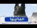 أسرار الحيوانات كلب الراعي البلجيكي المالينوا