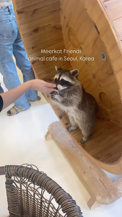 Animal cafe in Seoul | Zvířecí kavárna v Koreji 🦘 #korea #animalcafe #cestovani #동물카페 #travel #서울