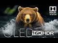 WONDERFUL16K HDR Dolby Vision™ Video • Ultra HD 240FPS Showcase