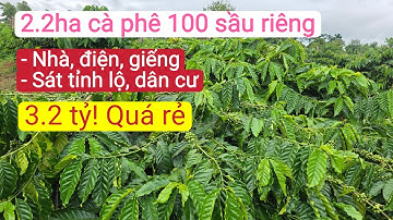 Bán nhà vườn cà phê sầu riêng gần tỉnh lộ, dânc cư đất đỏ bazan, bất động sản đất rẫy