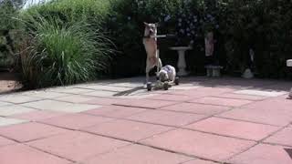 Toutous Et Matous - A Mourir De Rire... 2