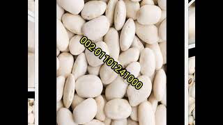 أسعار بيع  و تصدير الفاصوليا البيضاء تصدير الفاصوليا البيضاء في مصر زراعة اللوبيا الفاصوليا البيضاء