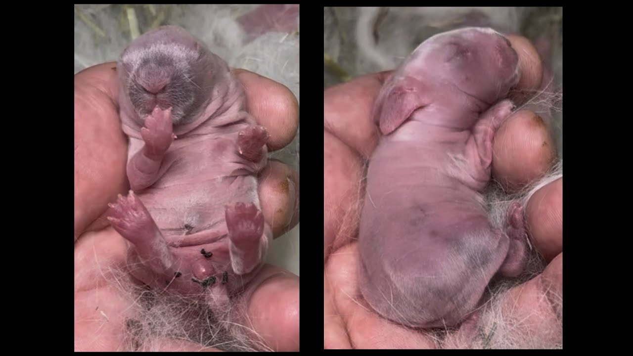 Chandani & Elias Holland Lop Litter