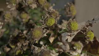 DEAD FLOWERS 01 - Free Footage - 4K