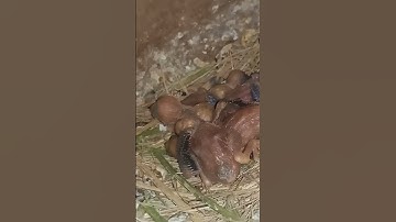 Java Sparrow breeding progress update&Ya Allaho Ya Rahman #shorts #java #yaallahoyarahman#hamzabirds