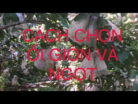 #1 Cách Chọn Ổi Ngon Và Ngọt Mới Nhất