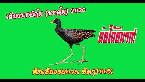 เสียงนกอีลุ้ม Watercock  2020 (เสียงที่คนไทยใช้เยอะที่สุด)