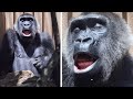 夫婦の時間♪暑いのになぜか夫モモタロウの近くで寝るゲンキ⭐️ゴリラ Gorilla【京都市動物園】Genki tries to sleep close to her husband, Momotaro