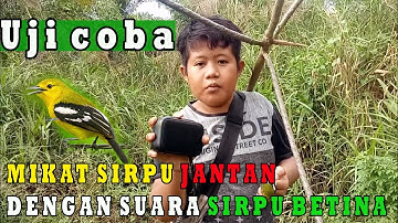 Mikat sirpu atau cipoh dengan mp3 sirpu betina.