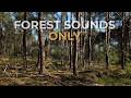 Would You Walk Here? 🌲 Relaxing Forest Walk at Sunset, Birds Sounds