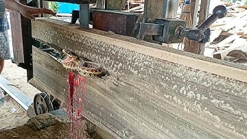 unexpected discovery of hollow teak log in sawmill