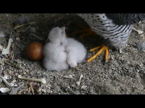 ハヤブサ：親鳥と2羽のヒナ