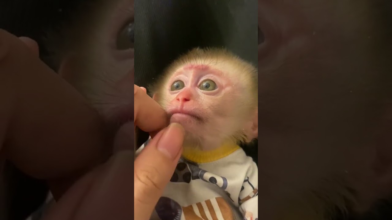Bébé singe mignon 😍 