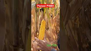 Pioneer P1884 Пионер П1884 Кортева #corteva #corn #pioneer #seeds #kazakhstan #seedsonline