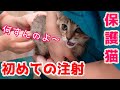 【保護猫】初めての注射!怖さを知らない子猫の反応は?