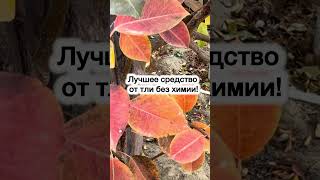 Лучшее средство от тли без химии! #полезныесоветы #лайфхак #тли