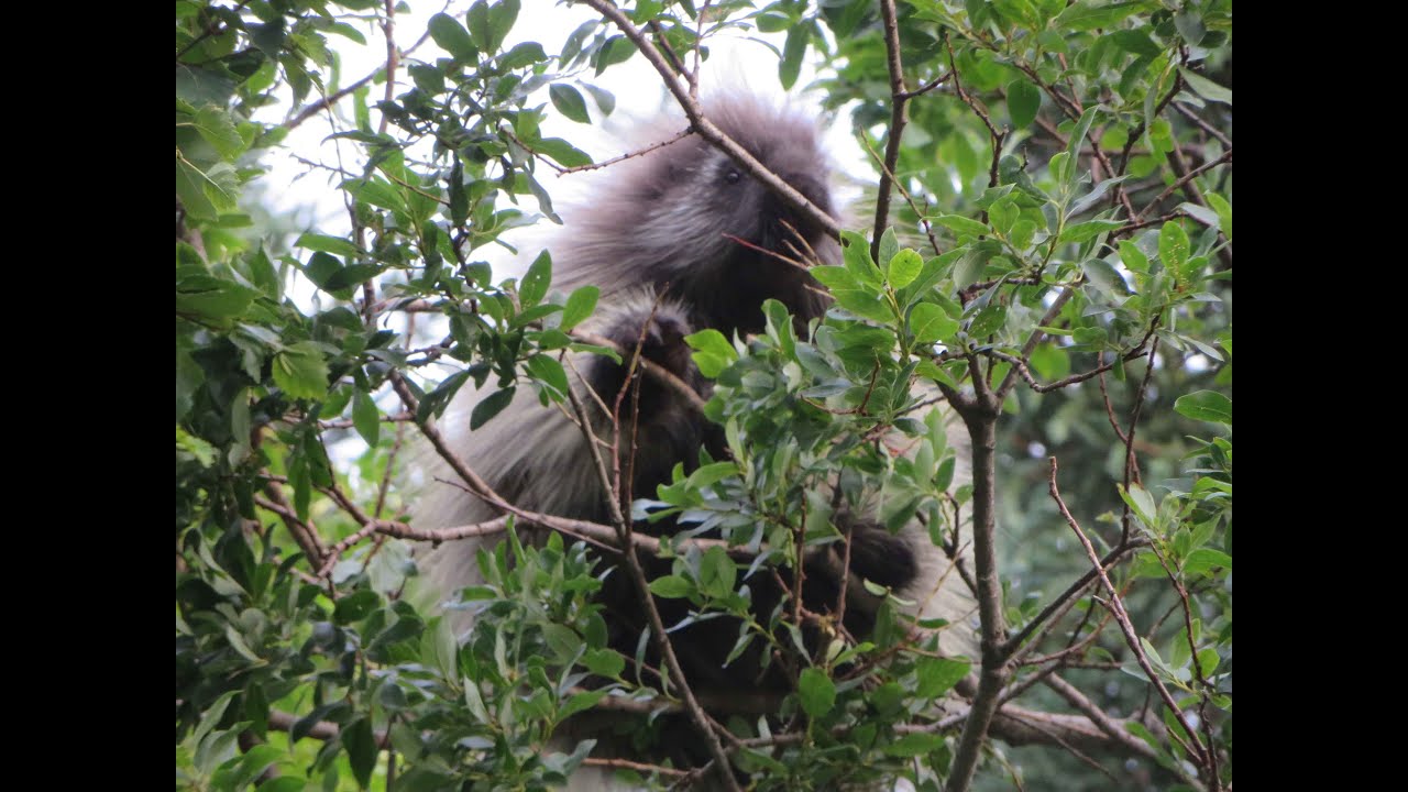 Porcupine eating willow leaves YouTube