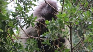 Porcupine eating willow leaves