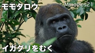 Gorilla eat the chestnuts イガグリを剥いて食べるゴリラ モモタロウ