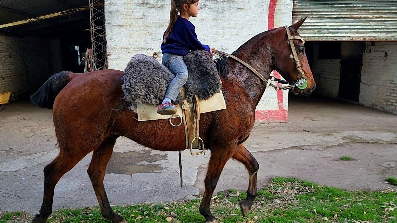 VENDIDO AL SUR__colorado sangre toro, gaucho, para el campo, desfile, tambor $456.000