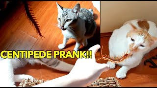 Cats Vs. Centipede Prank Time For My Furrbabies