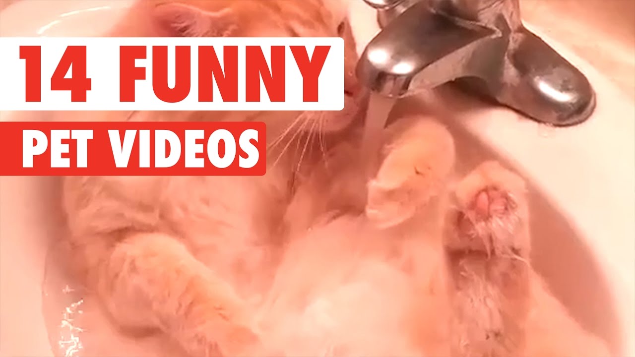 14 Funny Pets | Awesome Pet Video Compilation 2017 - YouTube
