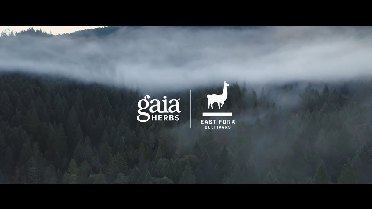 Meet Your Hemp | Gaia Herbs x East Fork Cultivars